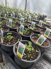 Load image into Gallery viewer, Herbs (4 inch pots)